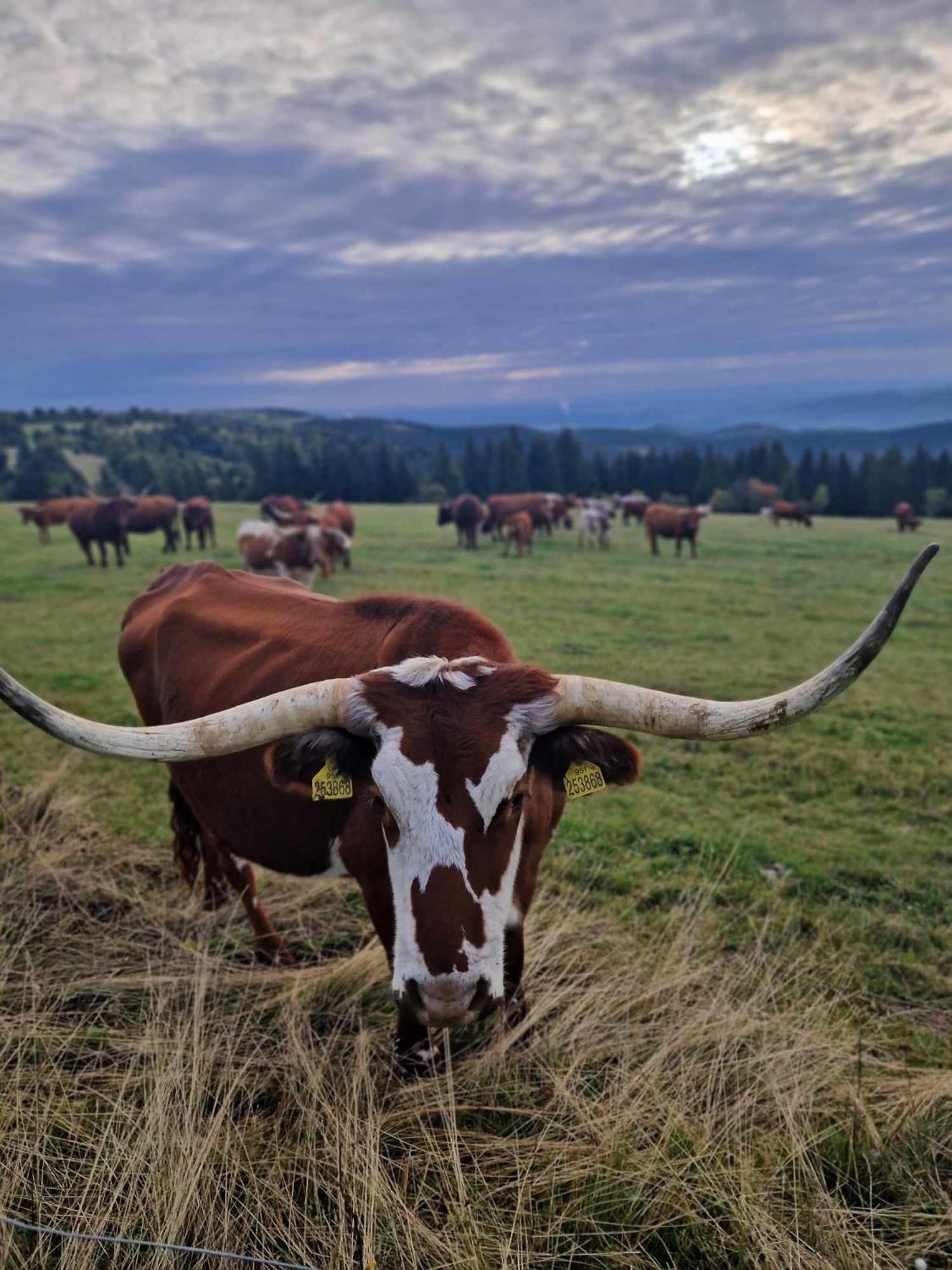 Chata Jeleni Drevenice S Vlastni Virivkou Horni Halze Exteriér fotografie